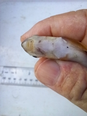 Moxostoma macrolepidotum