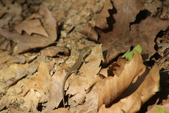 Podarcis siculus siculus