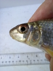 Moxostoma macrolepidotum