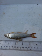 Moxostoma macrolepidotum