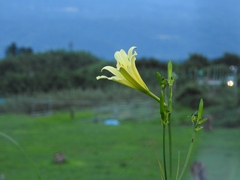 Hemerocallis citrina vespertina