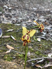 Diuris pardina