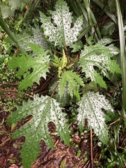 Girardinia diversifolia