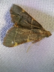 Hypsopygia binodulalis