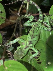 Enyalioides laticeps