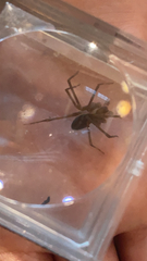 Loxosceles reclusa