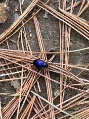 Chrysochus cobaltinus