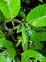 Enyalioides laticeps