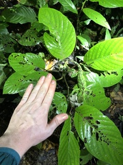 Enyalioides laticeps