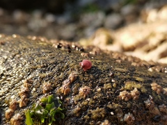 Argopecten irradians