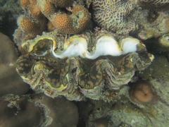 Tridacna maxima