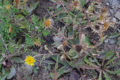 Pentanema britannica