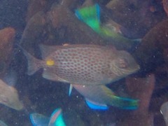 Siganus guttatus