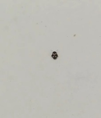 Coleoptera