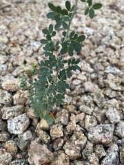 Parkinsonia florida
