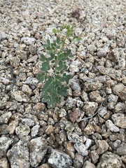 Parkinsonia florida