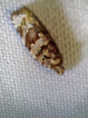 Phaecasiophora niveiguttana