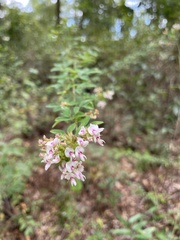 Lespedeza stuevei