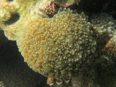 Physogyra lichtensteini