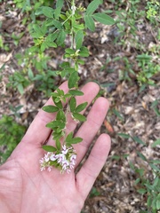 Lespedeza stuevei