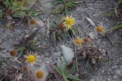 Pentanema britannica