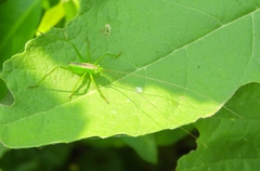 Neobarrettia sinaloae