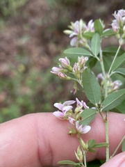 Lespedeza stuevei