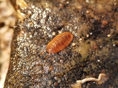 Lepidozona bisculpta