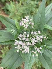 Eupatorium serotinum