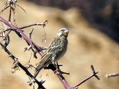 Crithagra atrogularis