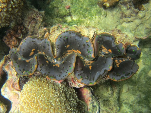 Small Giant Clam — seen at this dive site