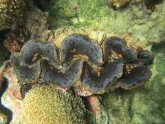Tridacna maxima