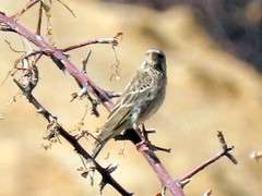 Crithagra atrogularis