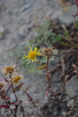 Pentanema britannica