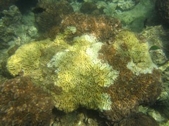 Lobophyllia