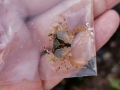Charybdis japonica