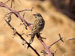 Crithagra atrogularis