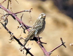 Crithagra atrogularis