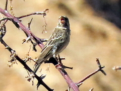 Crithagra atrogularis