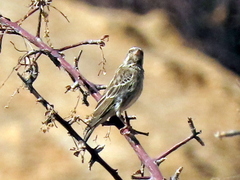 Crithagra atrogularis