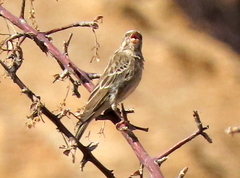 Crithagra atrogularis