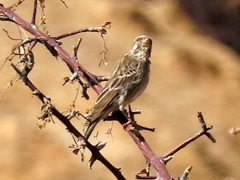 Crithagra atrogularis