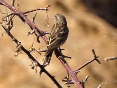 Crithagra atrogularis