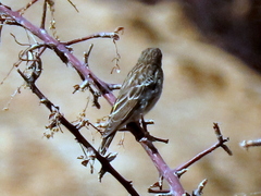 Crithagra atrogularis