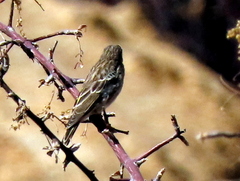 Crithagra atrogularis