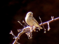 Crithagra atrogularis