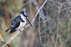 Ceryle rudis rudis