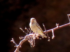 Crithagra atrogularis