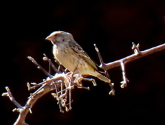 Crithagra atrogularis