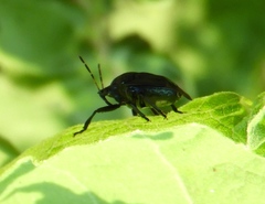Stiretrus